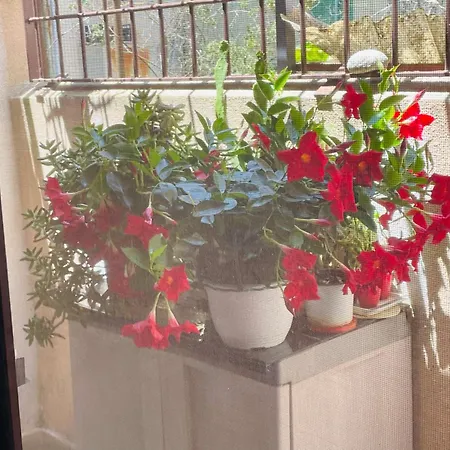 Il Pitagorico Crotone